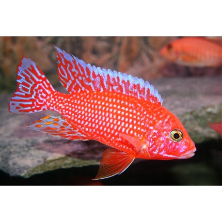 Lista Cíclidos Malawi (Aulonocaras, Haplochromis...)