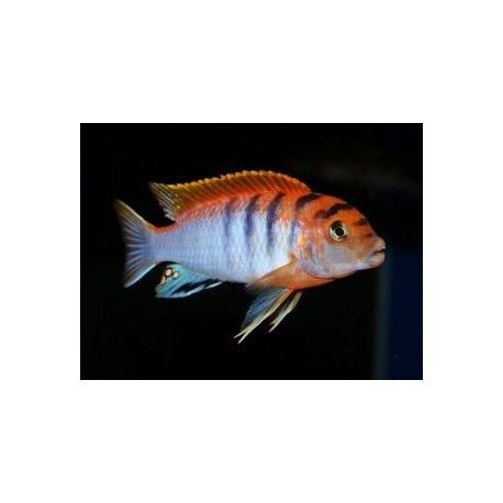Labidochromis Hongi Super red