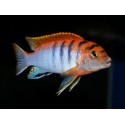 Labidochromis Hongi Super red