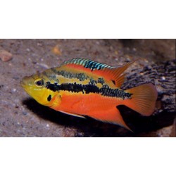 Trichromis Salvini Rio Chacamax