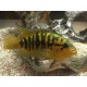 Parachromis Multifasciatus Pantanos de centla F2
