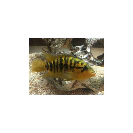 Parachromis Multifasciatus Pantanos de centla F2