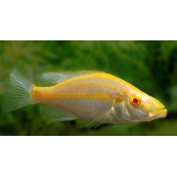 Dimidiochromis Compressiceps Albino Aleman