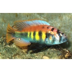 Haplochromis Pundamilia Nyererei Python Island
