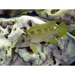 Neolamprologus Tetracanthus Gold