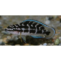 Julidochromis Transcriptus