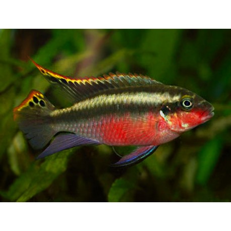 Pelvicachromis pulcher. Kribensis Super red