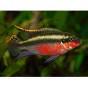 Pelvicachromis pulcher. Kribensis Super red