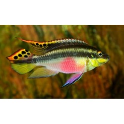 Pelvicachromis pulcher. Kribensis