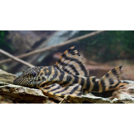 L271 Panaque tapajos-tiger