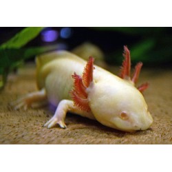 Ambystoma mexicanum. Axolote Albino