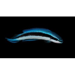 Pseudochromis fridmani hibrido indigo