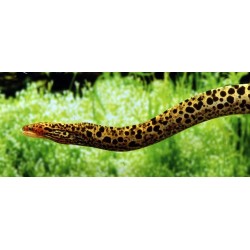 Gymnothorax polyuranodon. Morena Leopardo de agua dulce