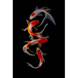 Lista de Goldfish y otros peces de agua fría