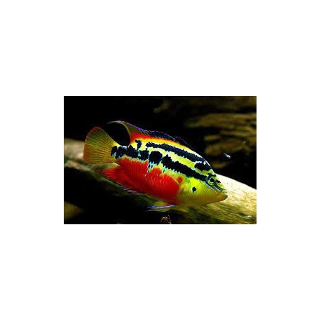 Trichromis Salvini Rio Chacamax