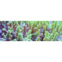 Microelementos para corales